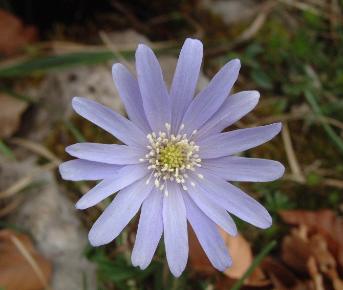 Anemone apennina e Anemone hortensis